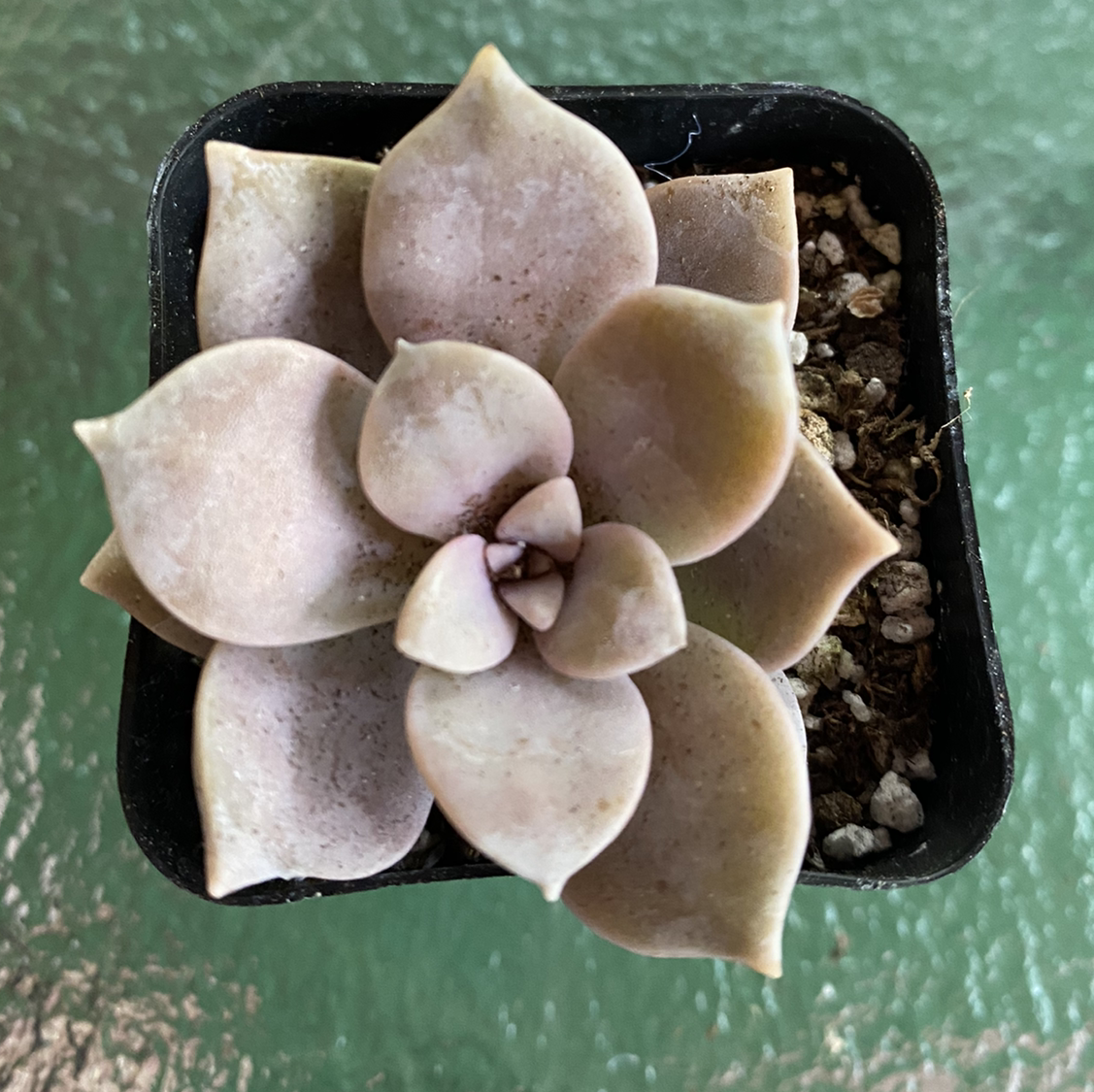 Five Stamen Graptopetalum succulent in a small pot with visible soil.