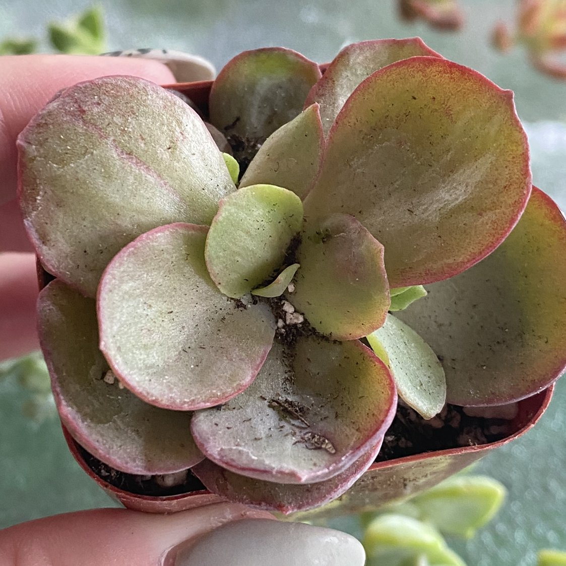 Photo of the plant species Echeveria 'Suyon' by @missapril0011 named Echeveria 'Suyon' Rosette on Greg, the plant care app