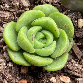 Aeonium 'Lily Pad' plant in Somewhere on Earth