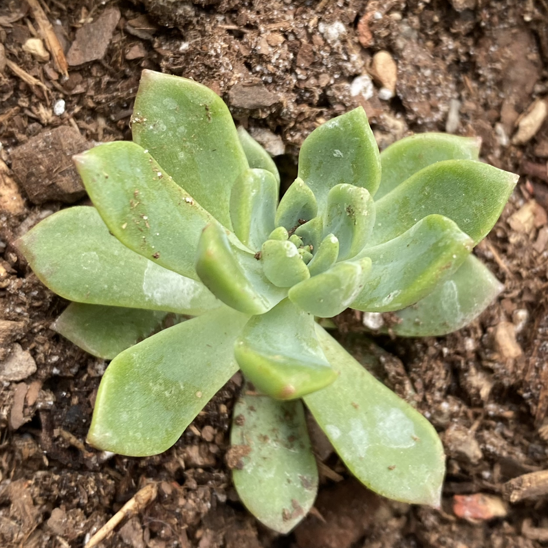 A healthy succulent plant with green rosette leaves in visible soil.