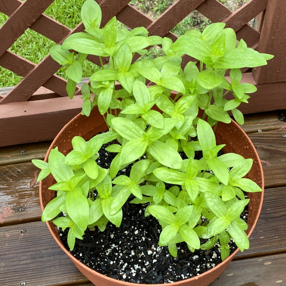 Photo of the plant species Common Zinnia by @missapril0011 named Your plant on Greg, the plant care app