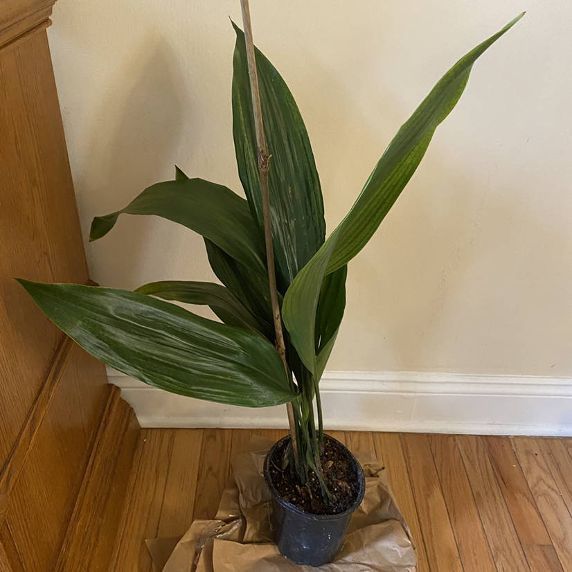 Cast Iron Plant in a pot with long, broad green leaves on a wooden floor.