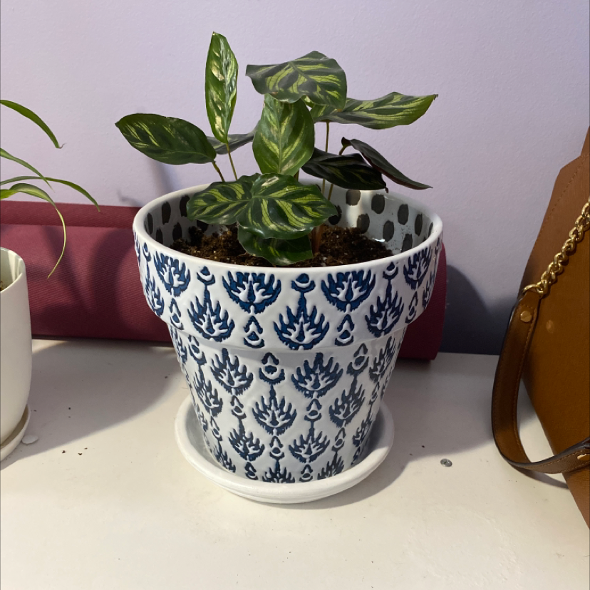 Potted Cathedral Windows plant with patterned leaves in a decorative pot.