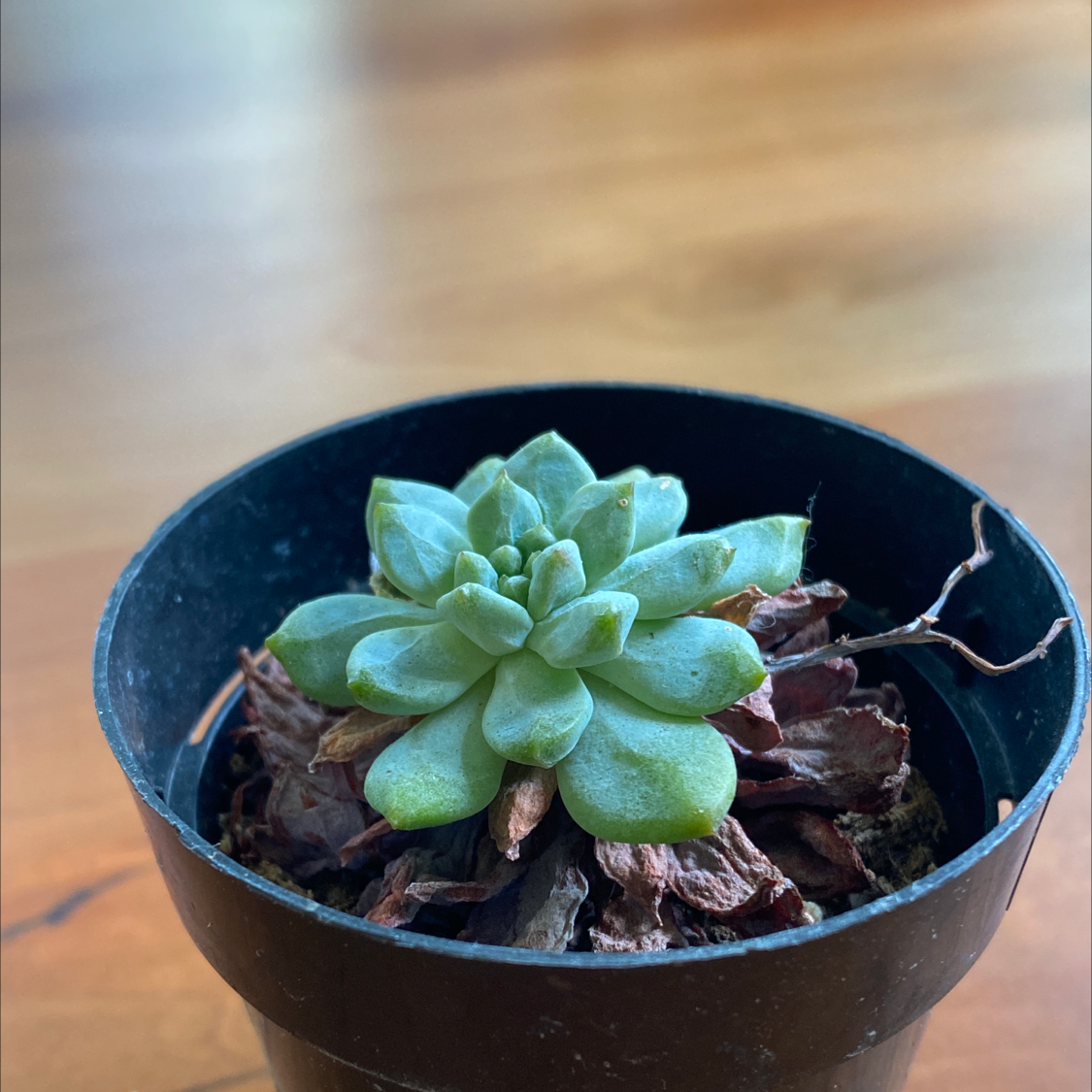 Sedeveria 'Dark Elf' succulent in a black pot with some dried, brown leaves at the base.