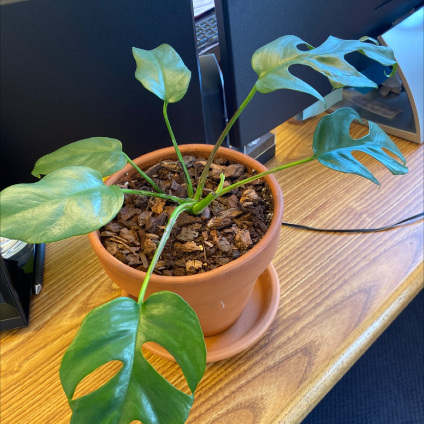 Monstera plant photo by @rizzzy_rizz named steraaa on Greg, the plant care app.
