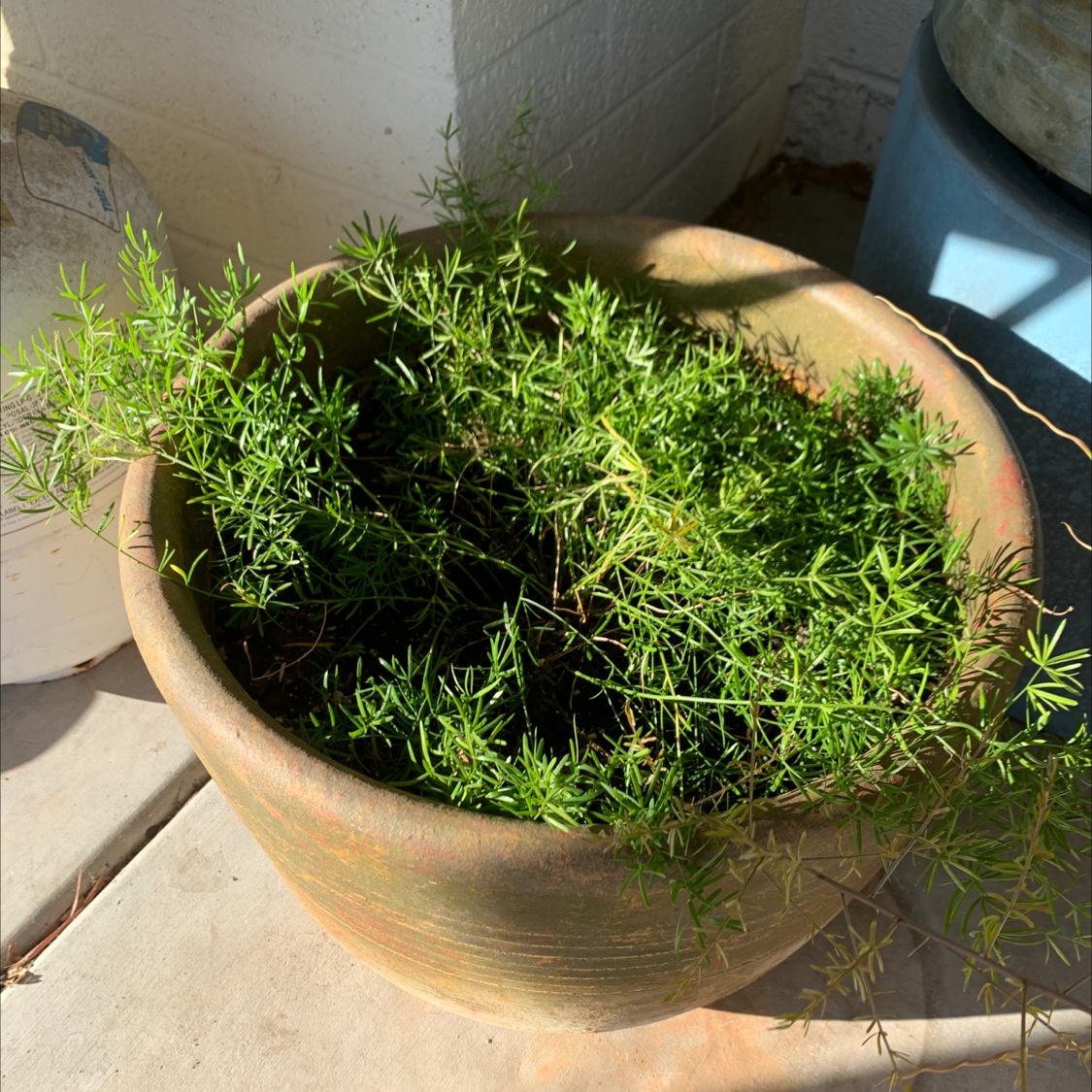 Healthy potted asparagus fern with lush, bright green foliage in a terracotta pot, soil visible.