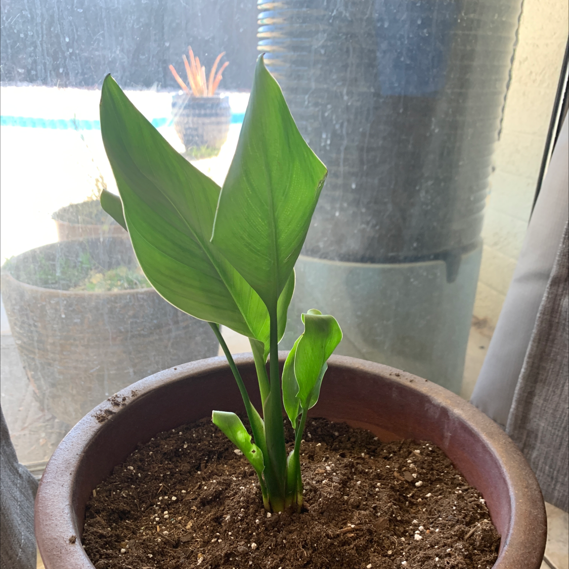 Bird of Paradise plant in a pot with visible soil, healthy green leaves.