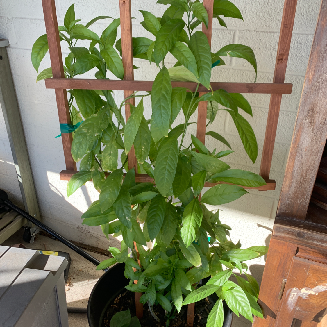 Cape Jasmine plant supported by a wooden trellis, with green leaves and potted in a well-lit area.