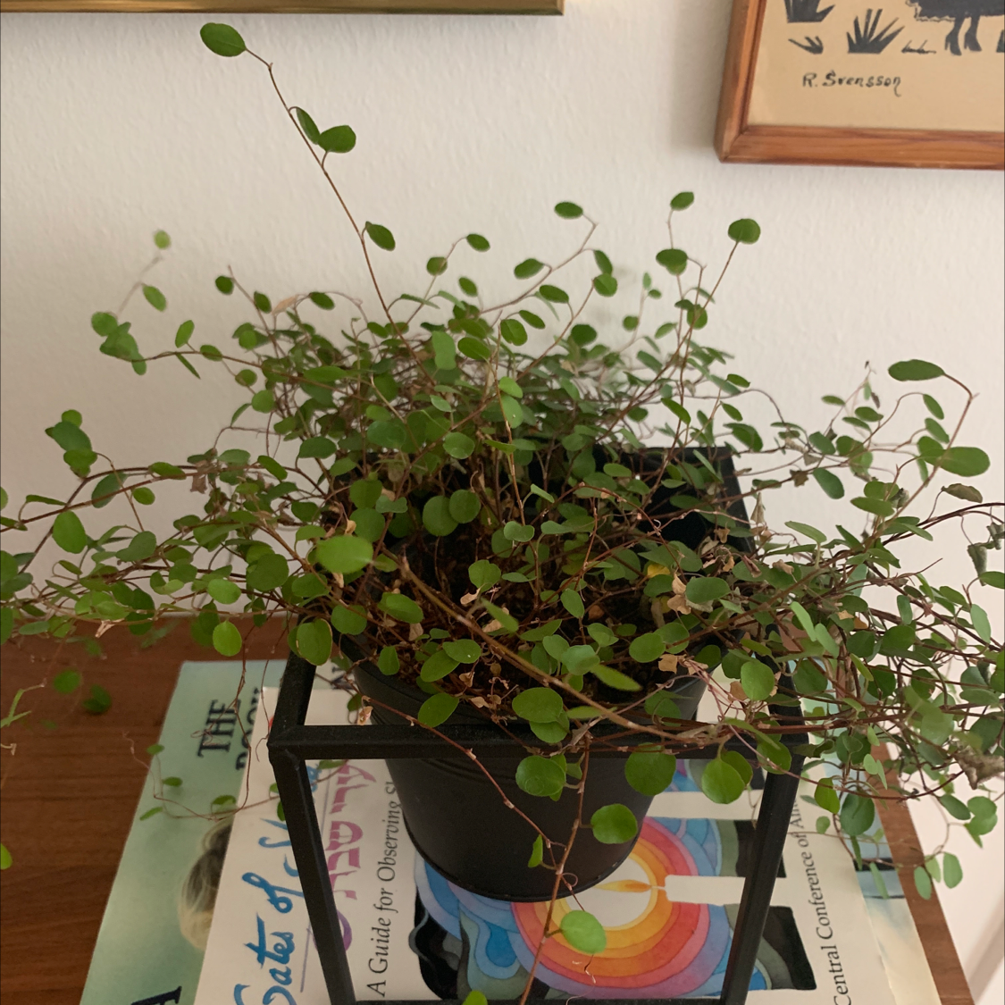 Sprawling Wirevine plant in a black pot on a stand, with some browning leaves.