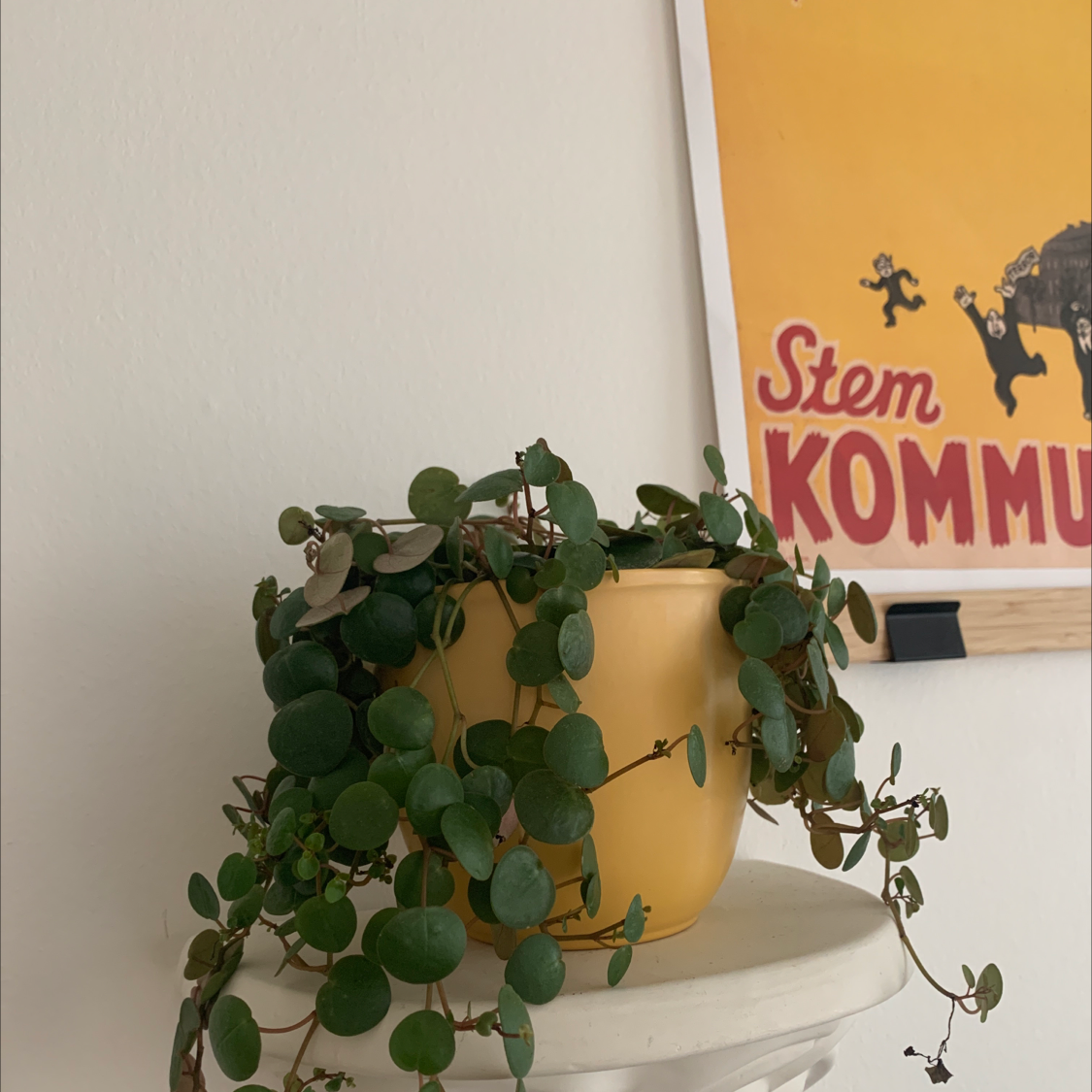 Maidenhair Vine in a yellow pot on a white surface with a poster in the background.