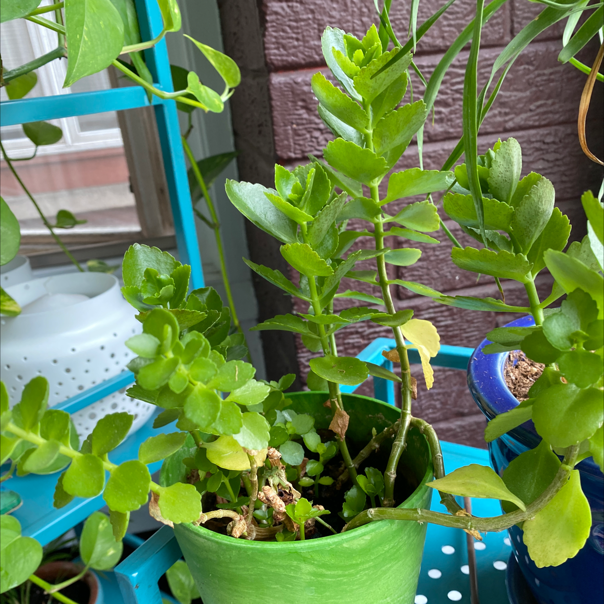Florist Kalanchoe plant photo by Sarah named Harmony on Greg, the plant care app.