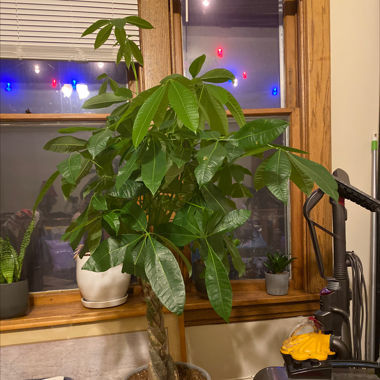 Money Tree plant photo by Sarah named Calvin on Greg, the plant care app.
