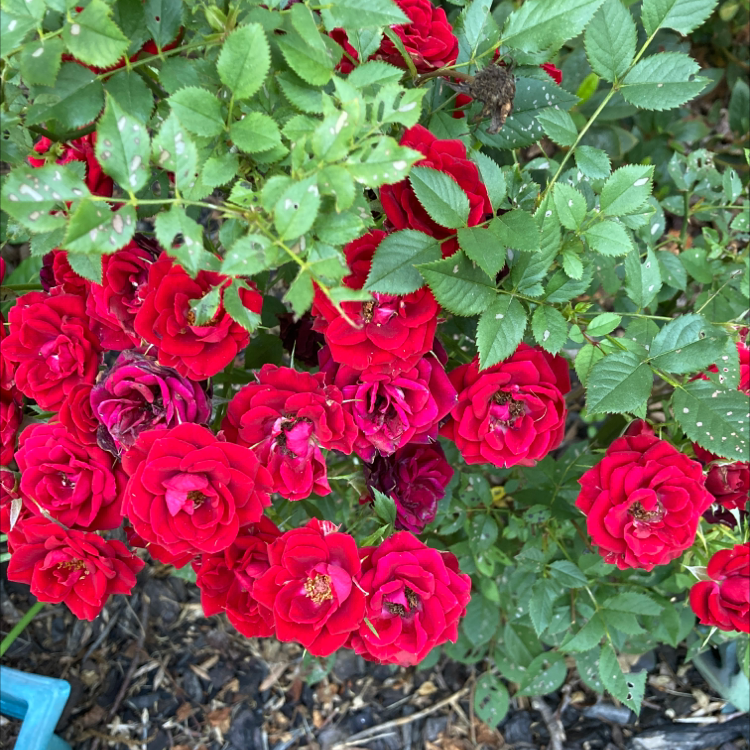 Beach Rose plant with vibrant red flowers and mostly healthy green leaves.
