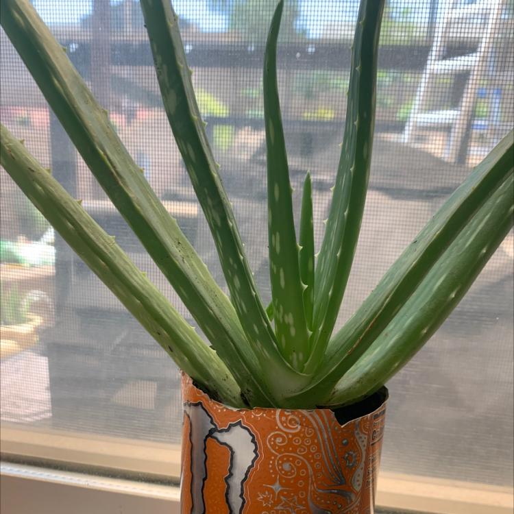 Aloe vera plant photo by @Wheheheheheheh named Ah on Greg, the plant care app.