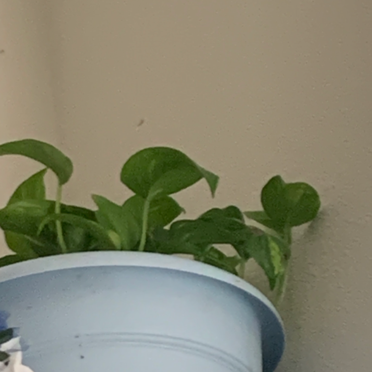 Taro Vine plant photo by @Wheheheheheheh named Birtha on Greg, the plant care app.