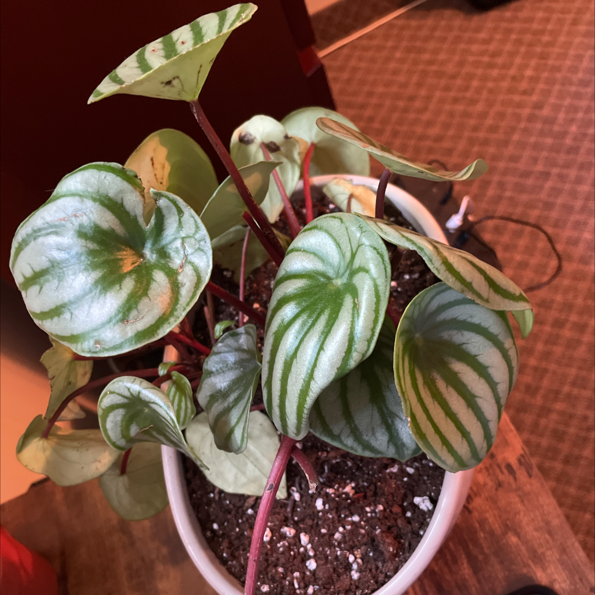 Peperomia Caperata plant photo by @BenYuh named Latisha on Greg, the plant care app.