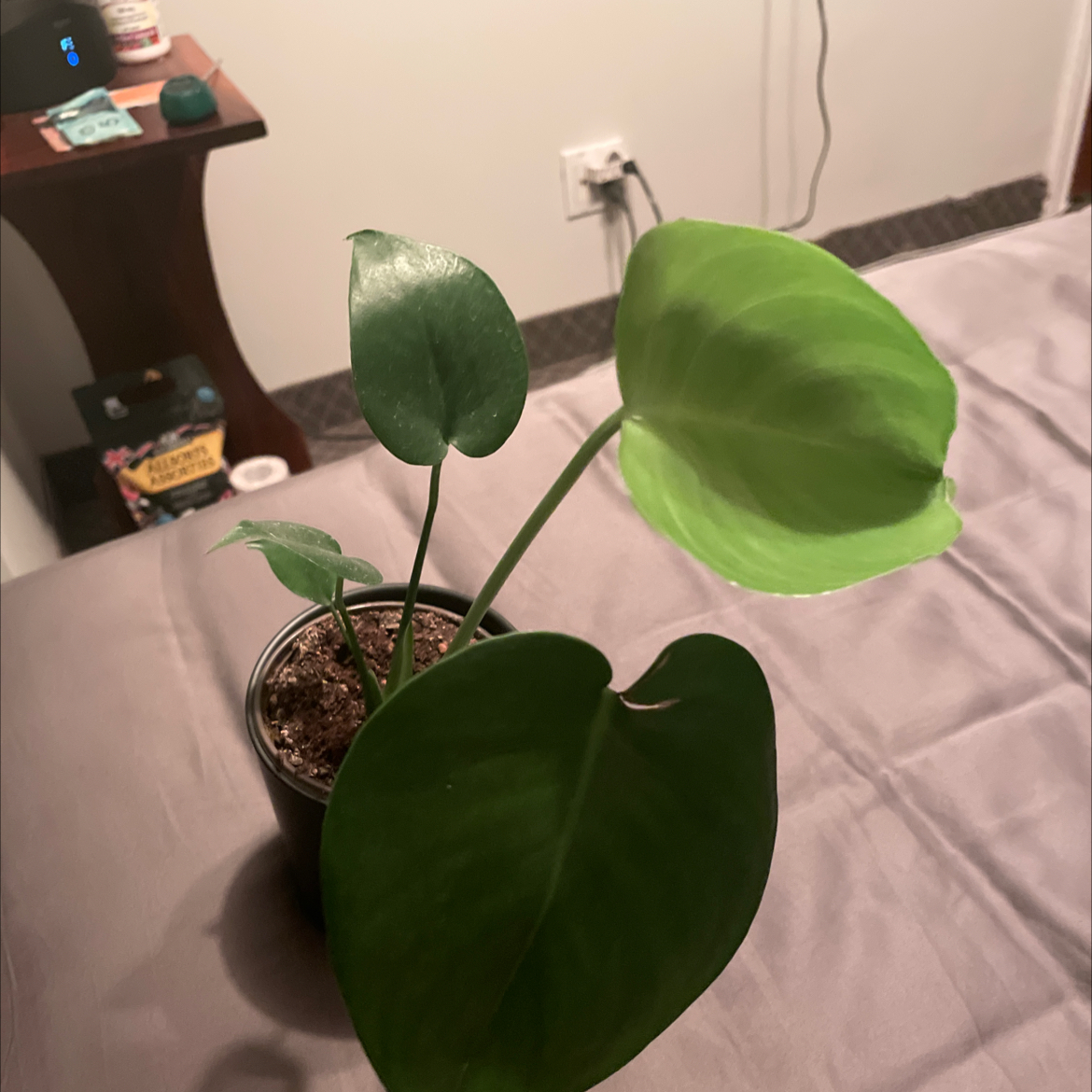 Monstera plant photo by @BenYuh named Philly on Greg, the plant care app.