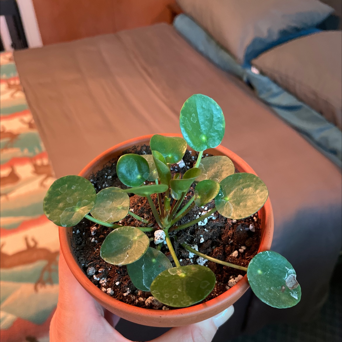 Chinese Money Plant plant photo by @BenYuh named Lafanda on Greg, the plant care app.