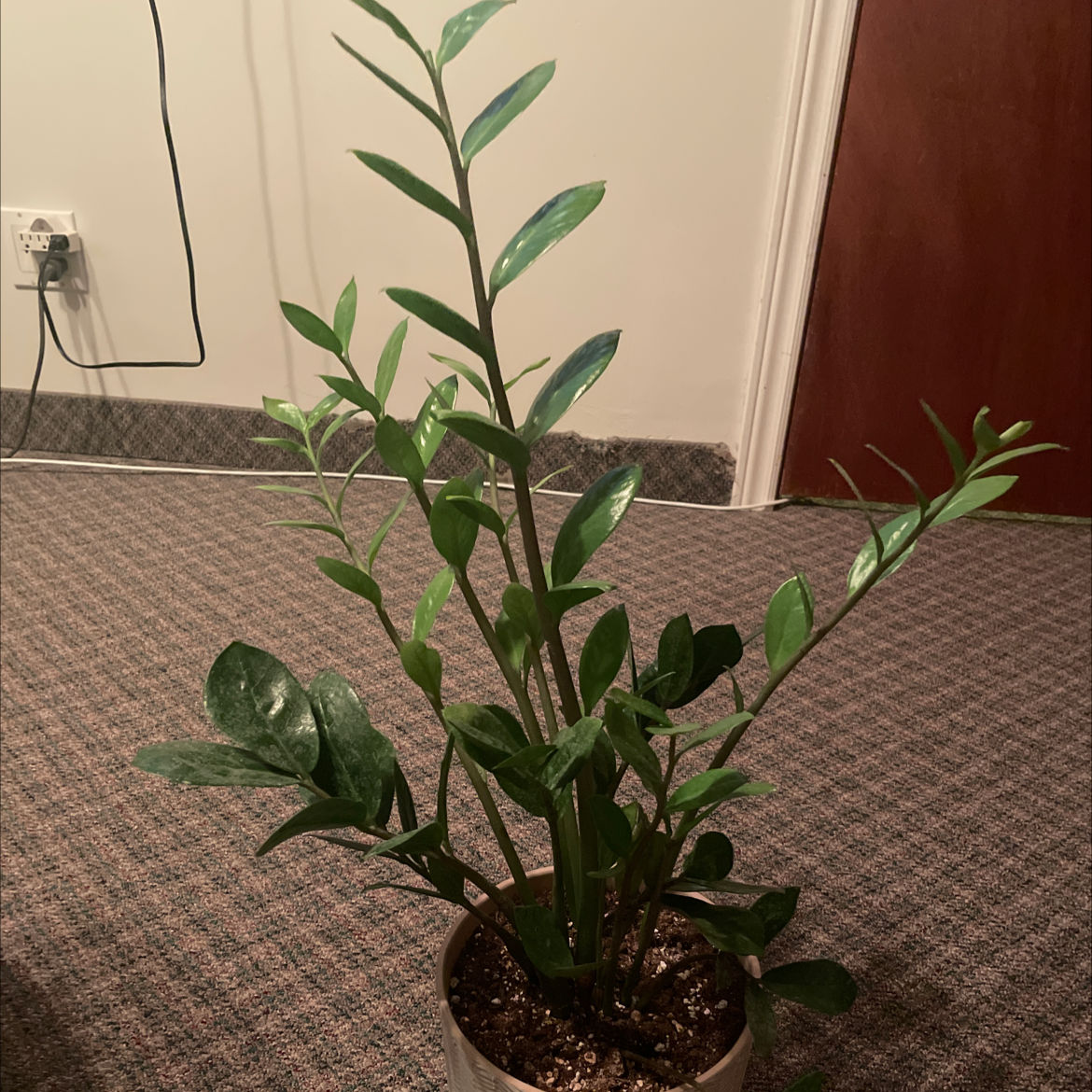 Zamioculcas Zamiifolia plant photo by @BenYuh named Zippidy Zane on Greg, the plant care app.