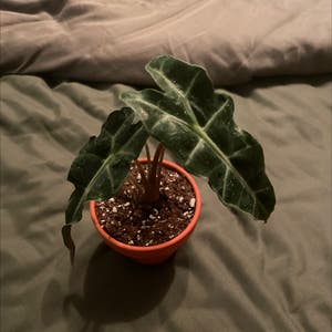 Alocasia Polly Plant plant photo by @BenYuh named Olly Oxinfreed on Greg, the plant care app.