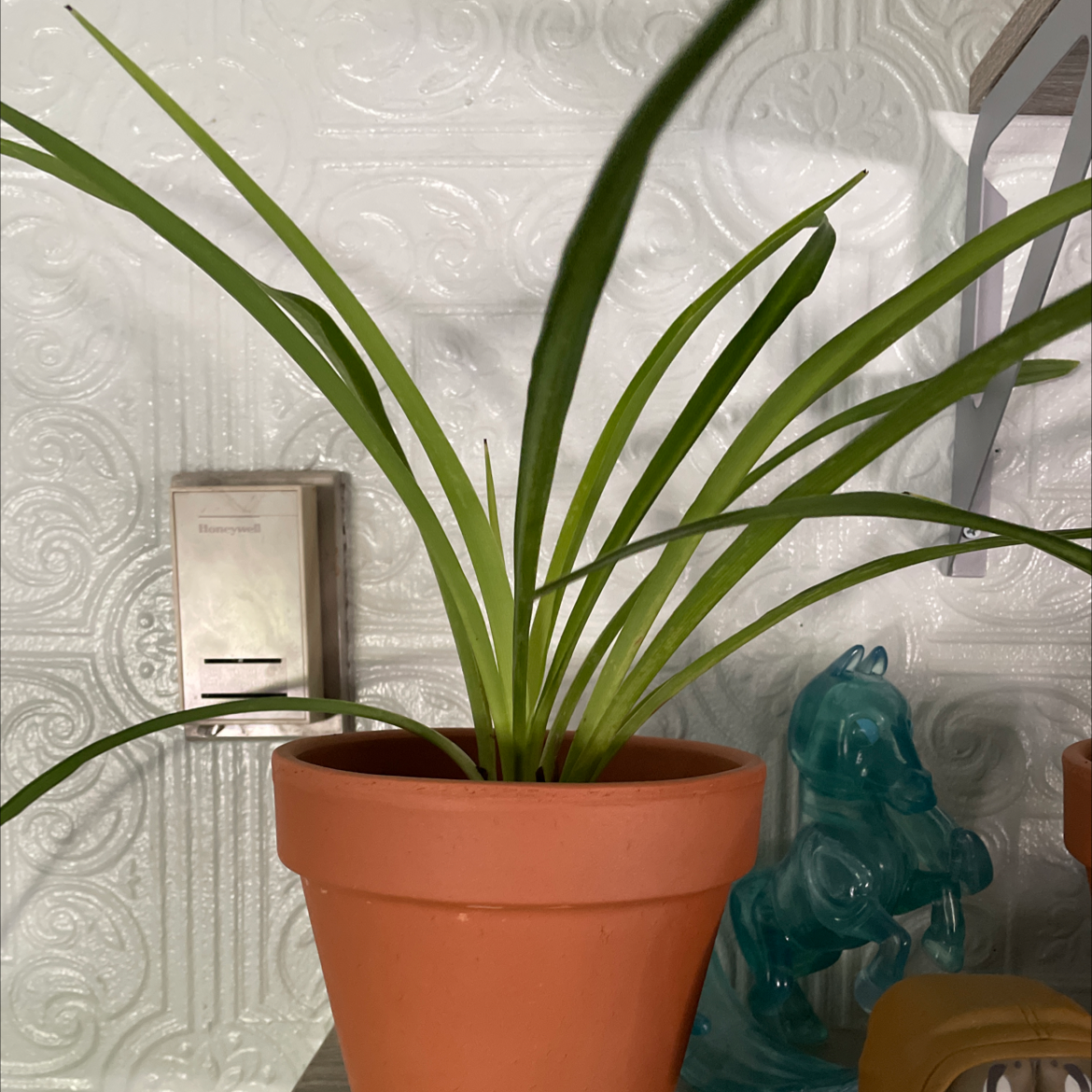 Spider Plant plant photo by @hobbitpanda named Bilbo on Greg, the plant care app.