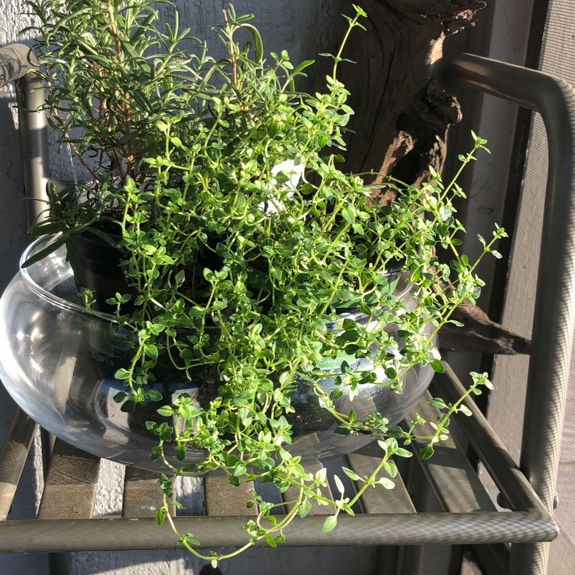 Lemon Thyme plant in a glass bowl on a metal shelf, appears healthy.