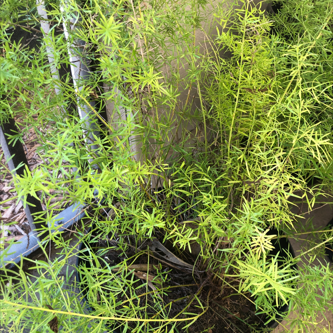 Photo of the plant species Sprenger's Asparagus by @skylarkrune named Mochi on Greg, the plant care app