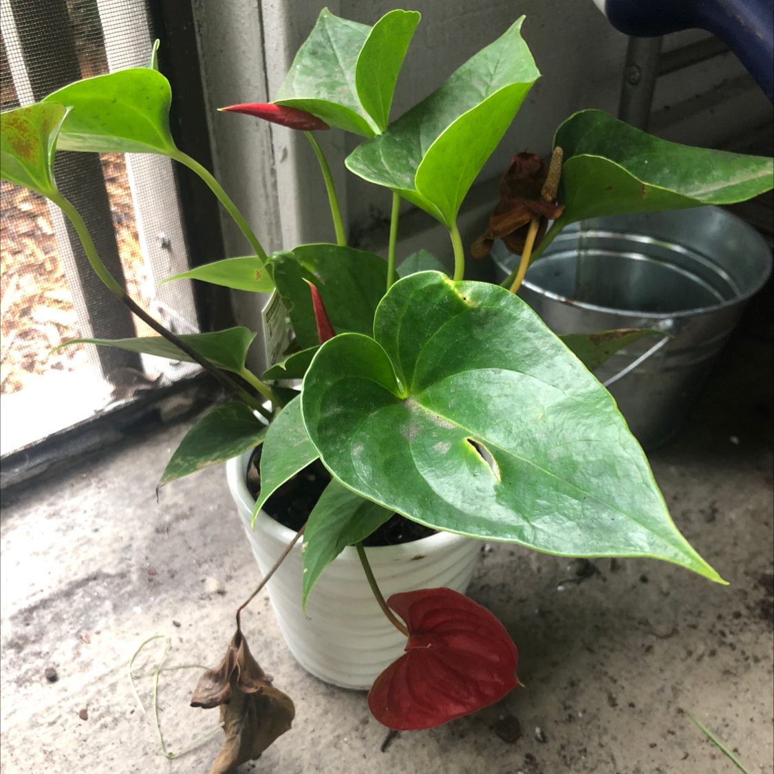 Painter's Palette plant photo by @skylarkrune named Val on Greg, the plant care app.