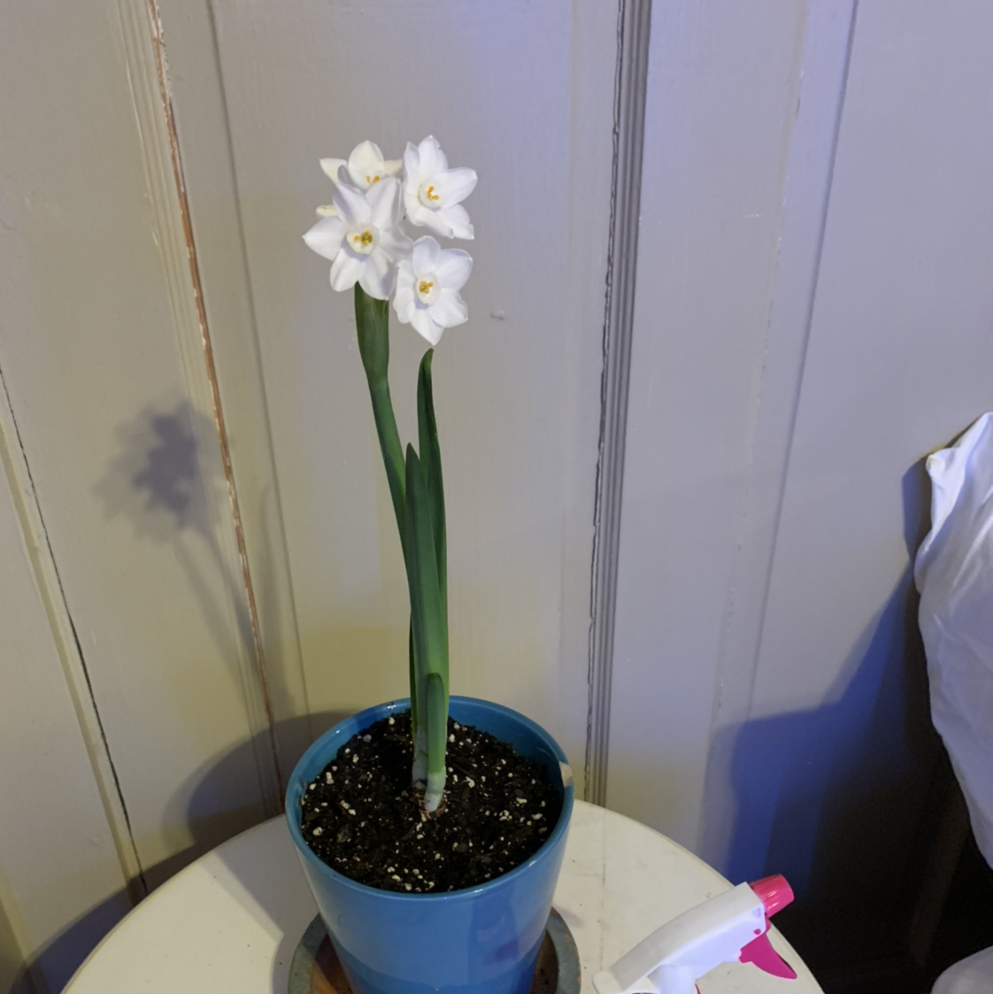 Paperwhite plant in a blue pot with white flowers and visible soil.