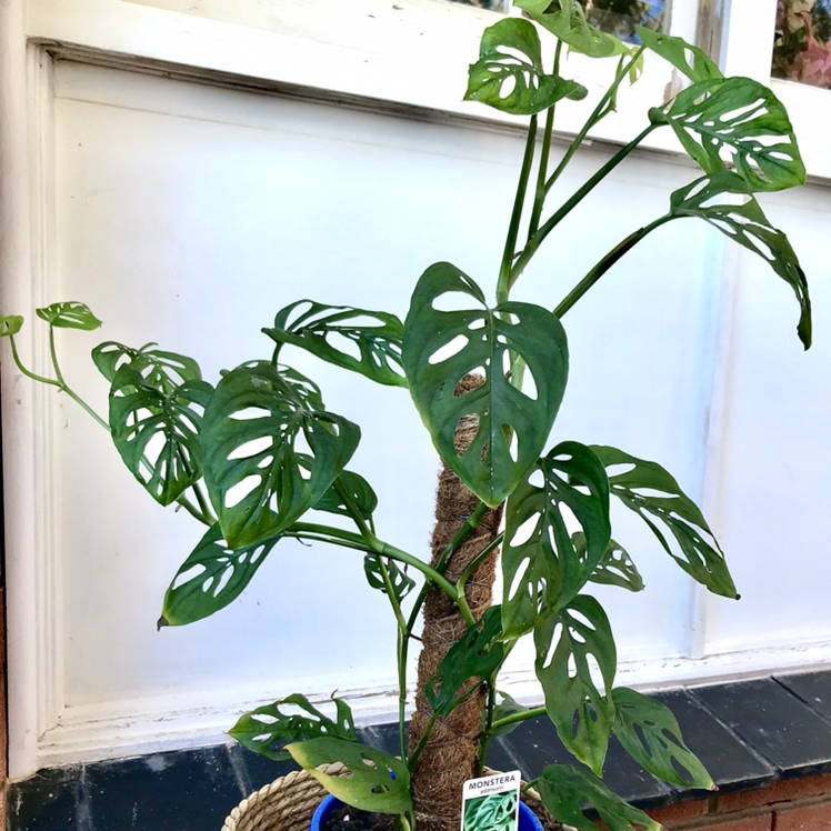 Swiss Cheese Vine plant photo by Jasmine named Wysteria on Greg, the plant care app.