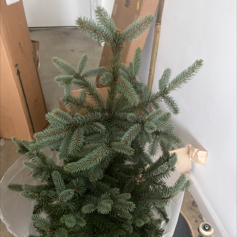 Healthy Blue Spruce plant indoors with dense green needles.