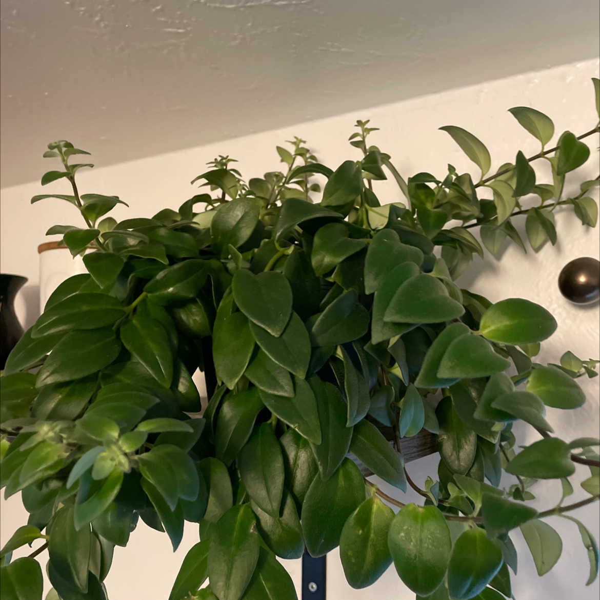 Variegated Lipstick Vine with lush green leaves, well-framed and healthy.