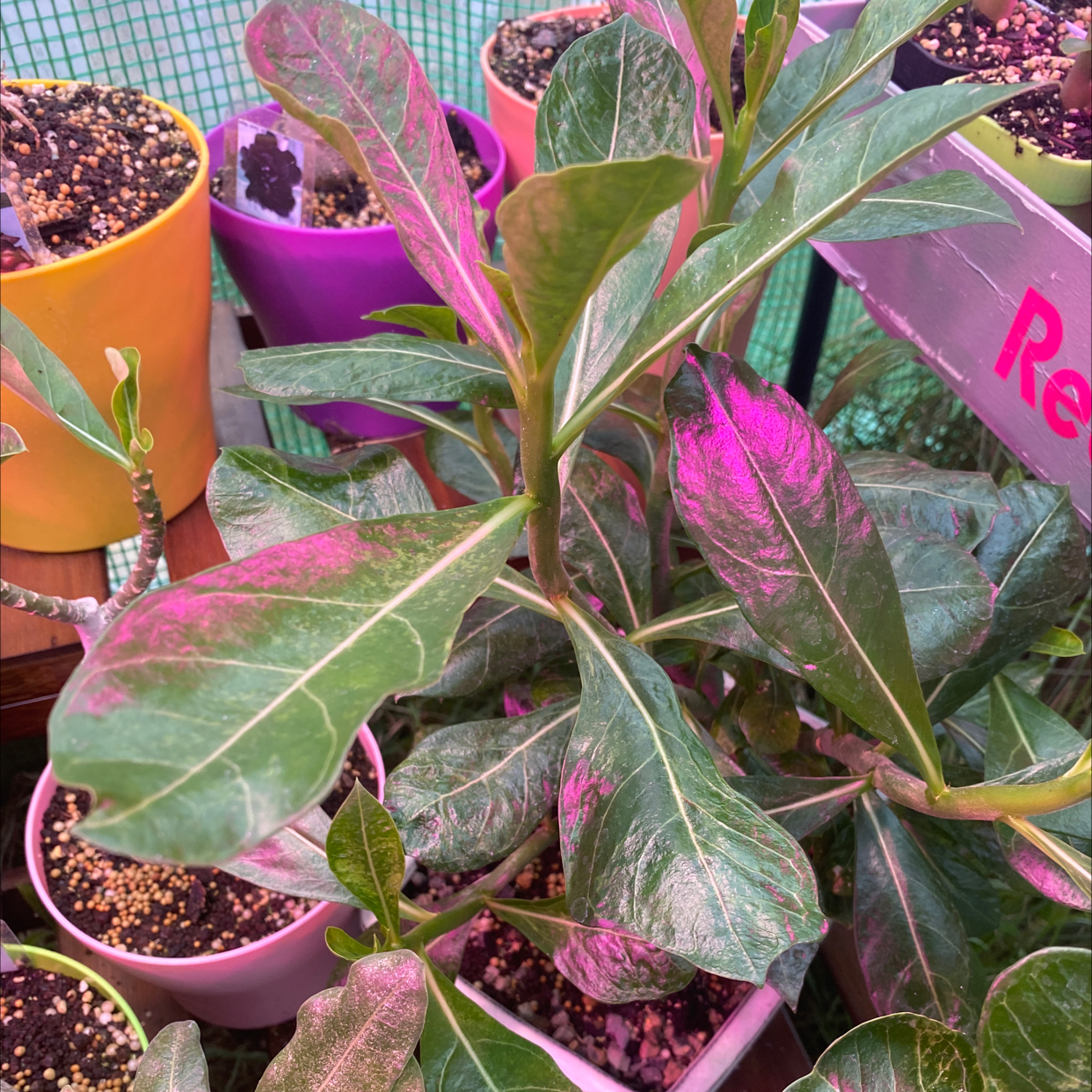 Desert Rose Plant plant photo by Walquiria named Desert Rose Primeira on Greg, the plant care app.