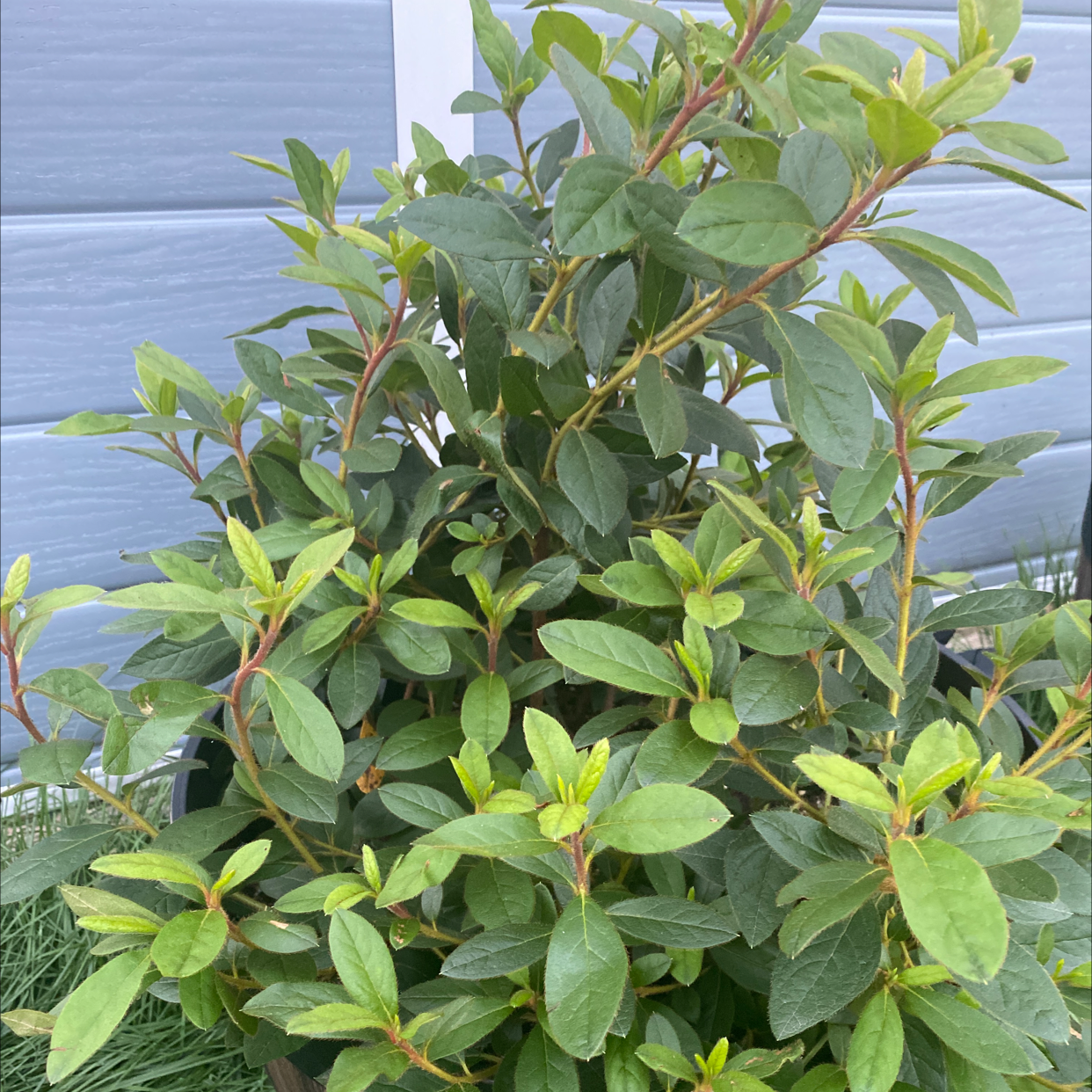 Healthy Satsuki plant with green leaves in a pot against a blue wall.