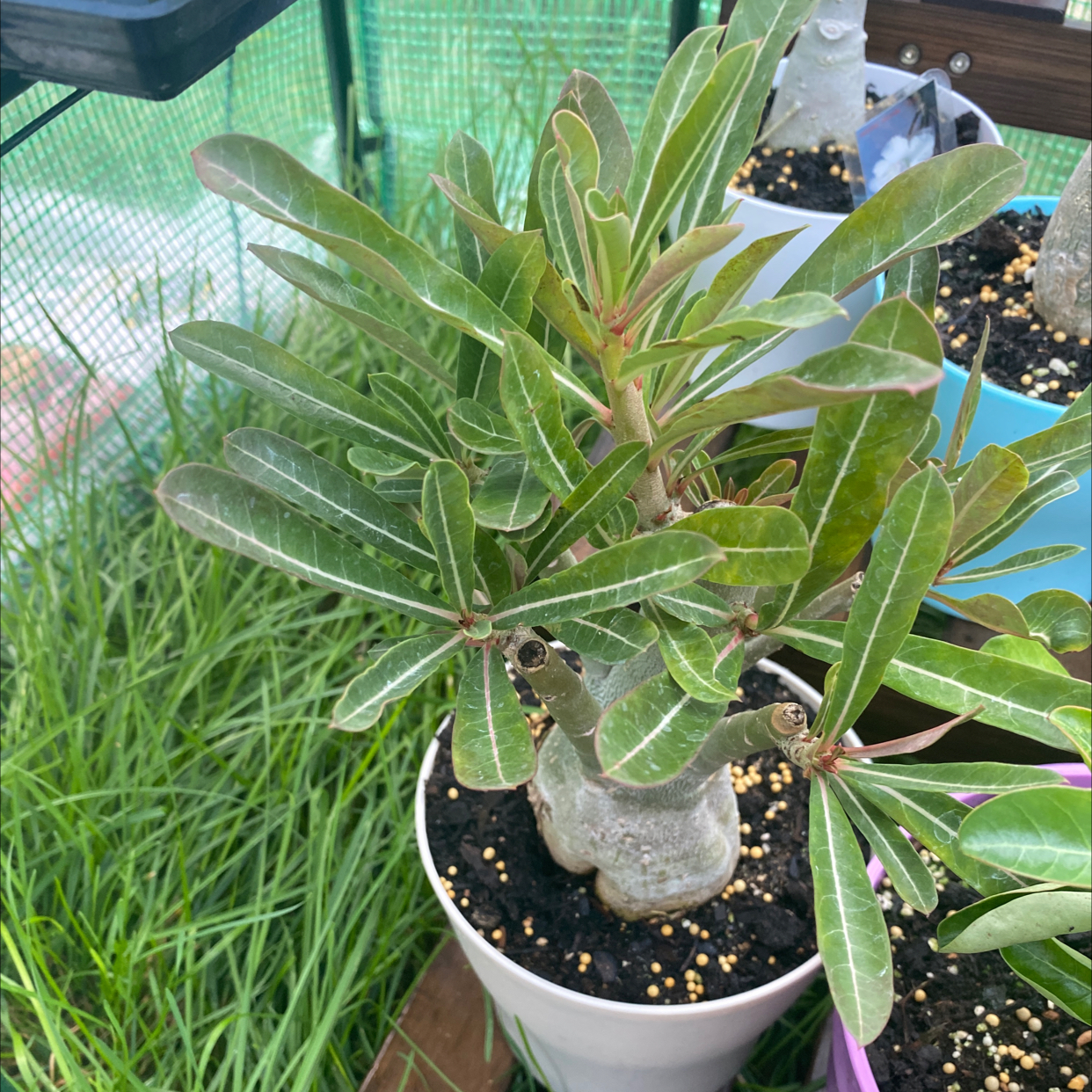 Desert Rose Plant plant photo by Walquiria named Assorted Desert Rose on Greg, the plant care app.