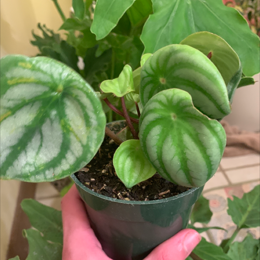 Watermelon Peperomia plant in a small pot held by a hand, showing healthy green leaves.