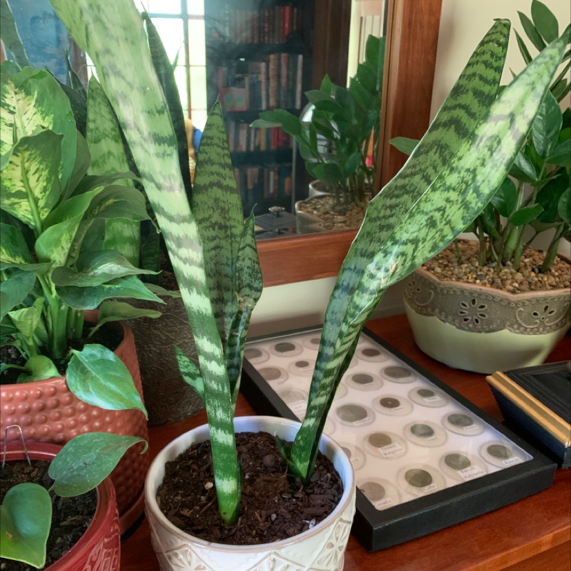 Zeylanica Snake Plant in a white pot with visible soil, surrounded by other plants.