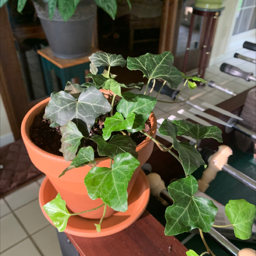 Photo of the plant species Baltic Ivy by @Hyperpopboy named Megan Thee Plant on Greg, the plant care app