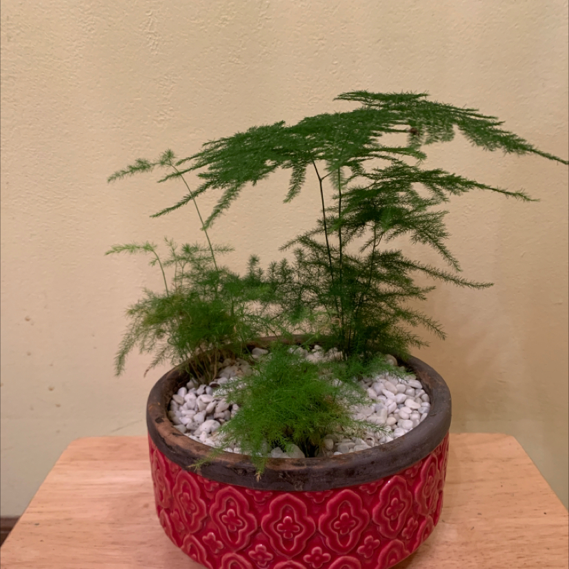 Healthy, vibrant asparagus fern with lush green foliage in a red patterned pot, topped with white decorative stones.
