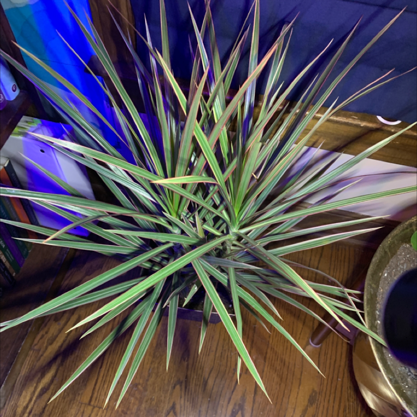 Magenta Dragon Tree with long, narrow, variegated leaves, well-framed and centered.