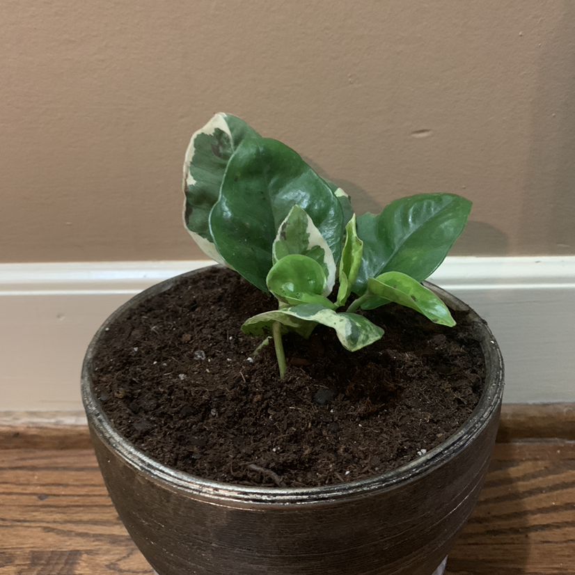 Pearls and Jade Pothos plant in a pot with visible soil and variegated leaves.