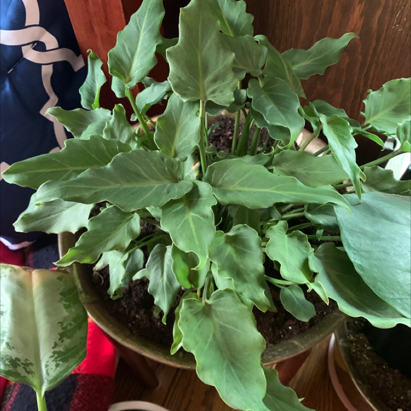 Philodendron Xanadu plant with healthy green leaves in a pot.