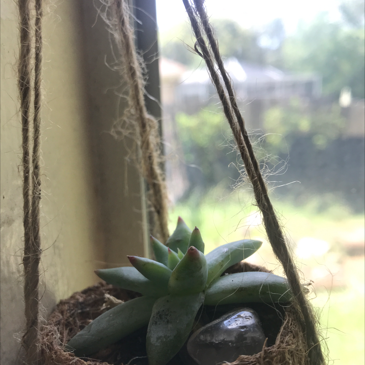 Lipstick Echeveria plant photo by Isabel named Jeniqua on Greg, the plant care app.