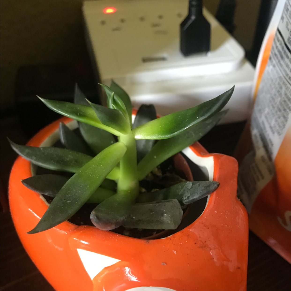 Lucky Plant plant photo by Isabel named Foxie on Greg, the plant care app.