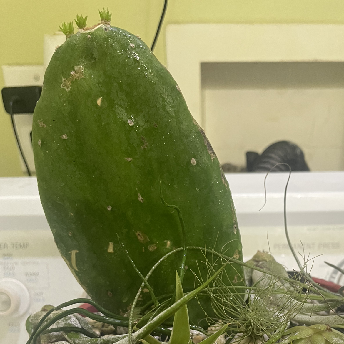 Smooth Prickly Pear plant photo by @Wolf_Haley__ named Orlando Bloom on Greg, the plant care app.