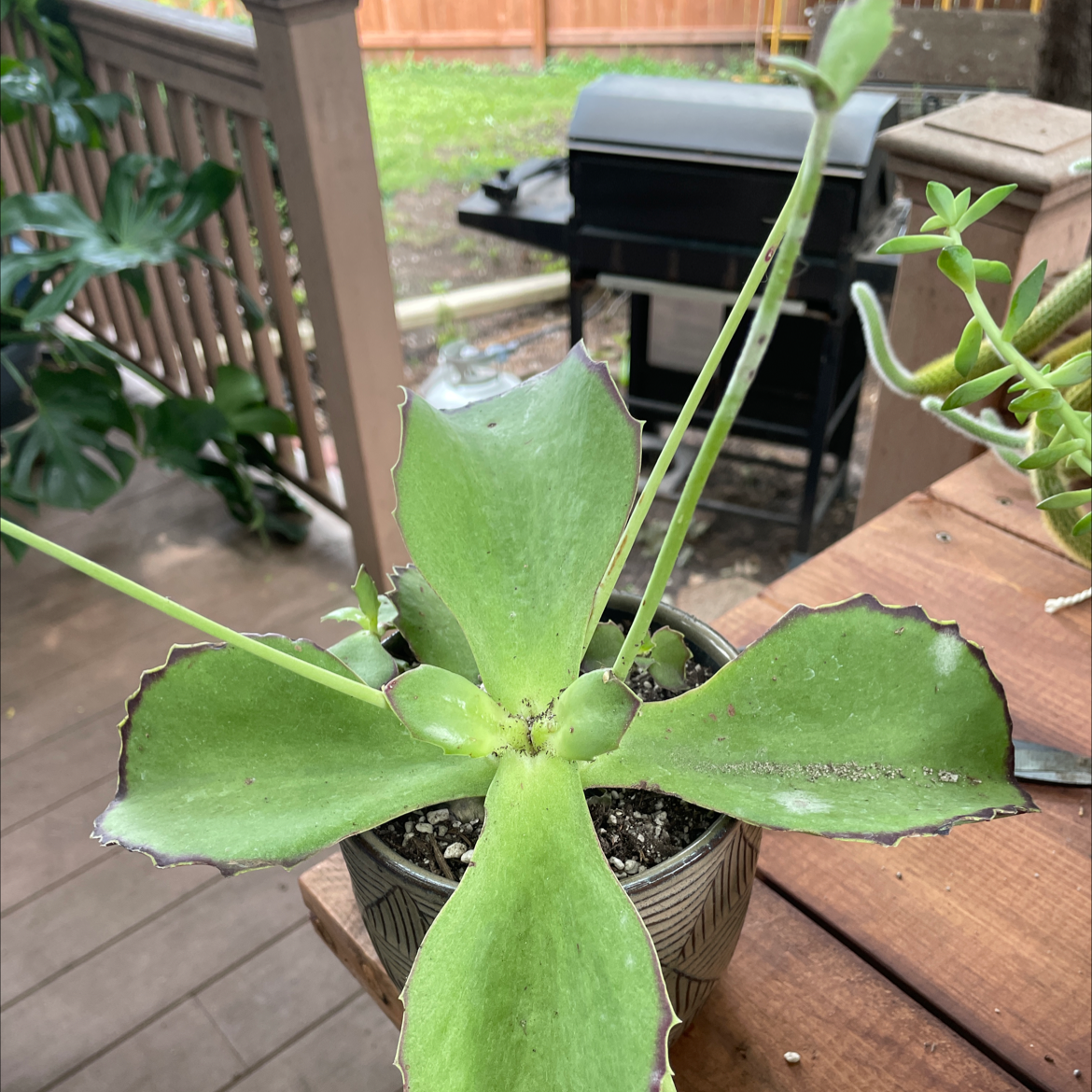 Walking Kalanchoe plant in a pot on a wooden surface with broad green leaves and reddish edges.