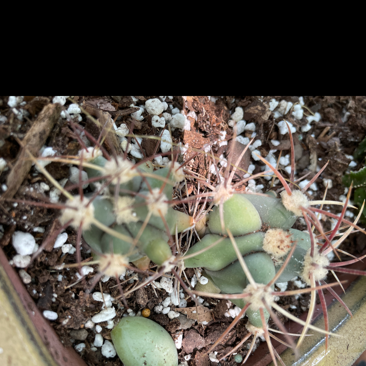 Top view of a Devil's Pincushion cactus with visible spines and soil.
