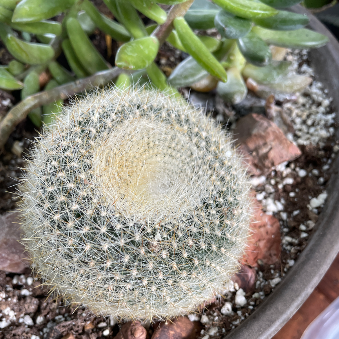 Twin Spined Cactus in a pot with visible soil and other succulent plants.