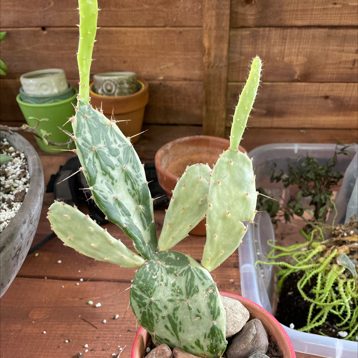 Brazilian Pricklypear cactus in a pot with rocks, surrounded by other potted plants.