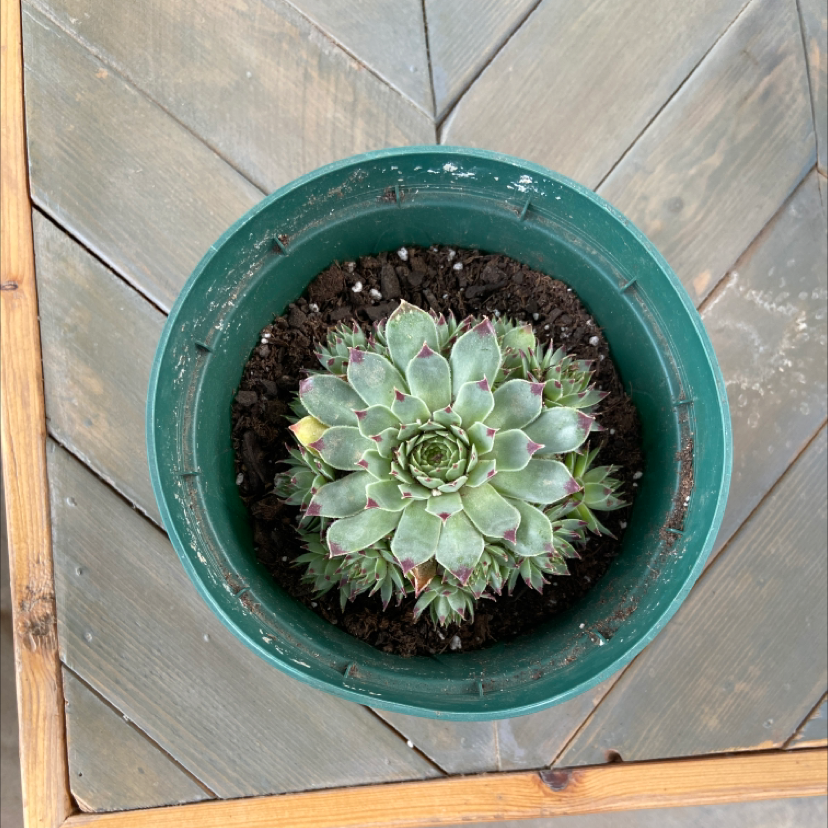 Potted Sempervivum calcareum plant with visible soil, well-centered and healthy.